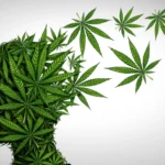cannabis-study-finds-thc-can-create-false-memories