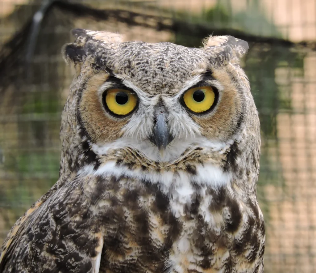 conservation-efforts-and-rehabilitation-protocols-for-great-horned-owls-at-the-stanislaus-wildlife-care-center