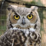 conservation-efforts-and-rehabilitation-protocols-for-great-horned-owls-at-the-stanislaus-wildlife-care-center