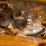 cross-species-acoustic-preferences-reveal-evolutionary-links-between-human-and-animal-perception-of-beauty