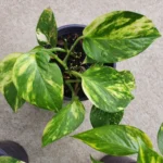 Close up of Golden pothos or known as Epipremnum aureum or Devil's Ivy growing in a pot
