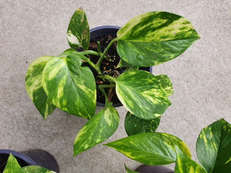 Close up of Golden pothos or known as Epipremnum aureum or Devil's Ivy growing in a pot