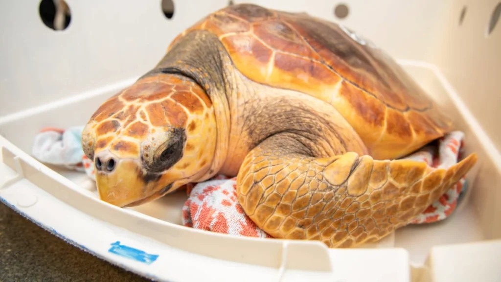 new-england-aquarium-names-rehabilitated-sea-turtles-after-famous-fonts-following-massive-cold-stunning-event-in-cape-cod-bay