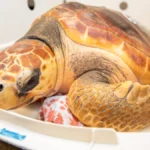 new-england-aquarium-names-rehabilitated-sea-turtles-after-famous-fonts-following-massive-cold-stunning-event-in-cape-cod-bay