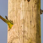 nikon-comedy-wildlife-photography-awards-launch-2026-competition-with-release-of-humorous-global-wildlife-outtakes