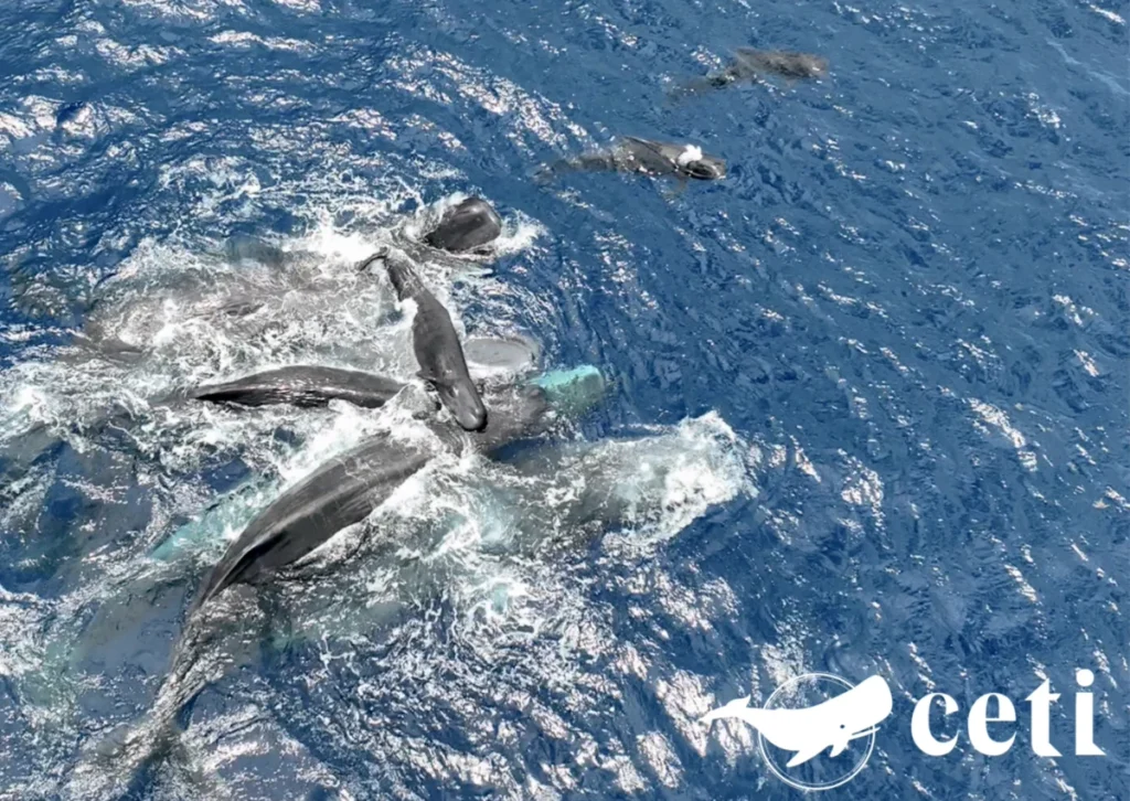rare-drone-footage-captures-historic-sperm-whale-birth-and-social-bonding-in-the-caribbean