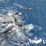 rare-drone-footage-captures-historic-sperm-whale-birth-and-social-bonding-in-the-caribbean