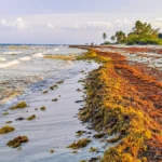 Beautiful Caribbean beach totally filthy dirty nasty seaweed problem Mexico.