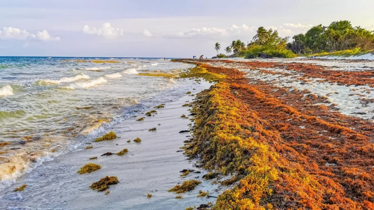 Beautiful Caribbean beach totally filthy dirty nasty seaweed problem Mexico.