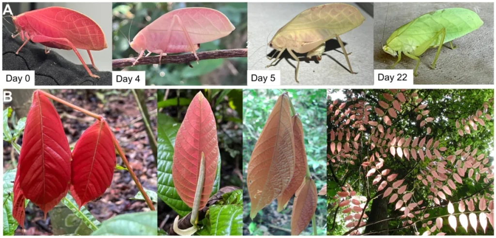 scientific-breakthrough-in-panama-as-rare-pink-katydid-exhibits-first-recorded-adult-color-transformation-to-green
