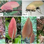 scientific-breakthrough-in-panama-as-rare-pink-katydid-exhibits-first-recorded-adult-color-transformation-to-green