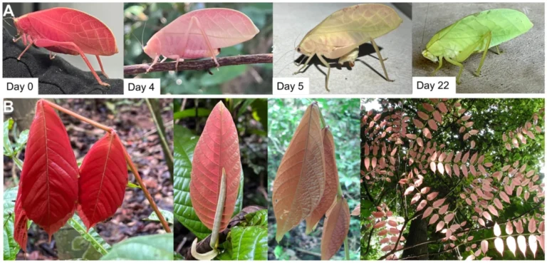 scientific-breakthrough-in-panama-as-rare-pink-katydid-exhibits-first-recorded-adult-color-transformation-to-green