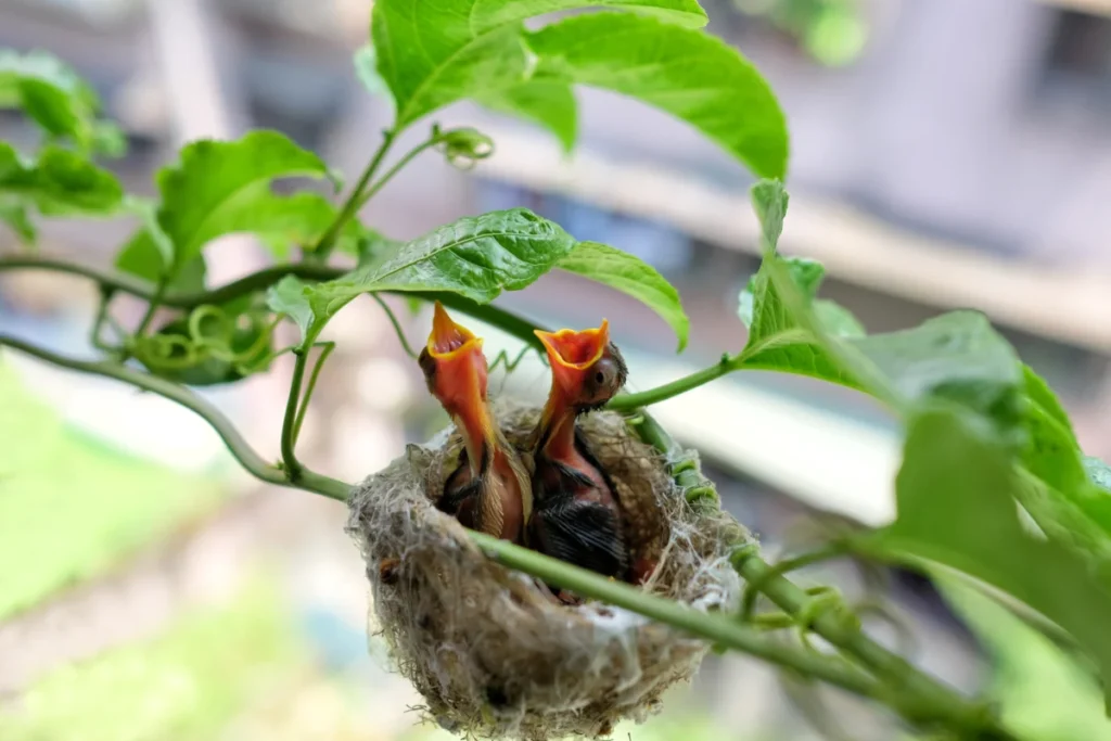 bird about to feeding young bird