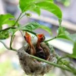 bird about to feeding young bird