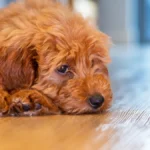 Cute Puppy Dog Laying Down Looking Sad