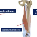 the-science-of-hamstring-flexibility-how-to-prevent-injury-and-improve-mobility-through-targeted-stretching