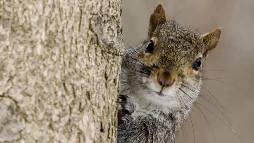 wild-gray-squirrels-demonstrate-strategic-decision-making-by-prioritizing-preferred-foods-over-ease-of-access