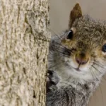 wild-gray-squirrels-demonstrate-strategic-decision-making-by-prioritizing-preferred-foods-over-ease-of-access