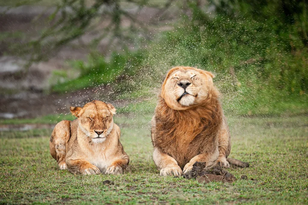 alison-tuck-wins-sterna-peoples-choice-award-at-nikon-comedy-wildlife-photography-competition