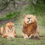 alison-tuck-wins-sterna-peoples-choice-award-at-nikon-comedy-wildlife-photography-competition