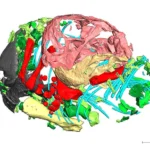ancient-fossil-discovery-confirms-early-mammal-ancestors-laid-eggs-two-hundred-fifty-million-years-ago