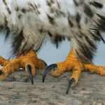 avian-husbandry-and-the-critical-role-of-specialized-grooming-in-wildlife-rehabilitation