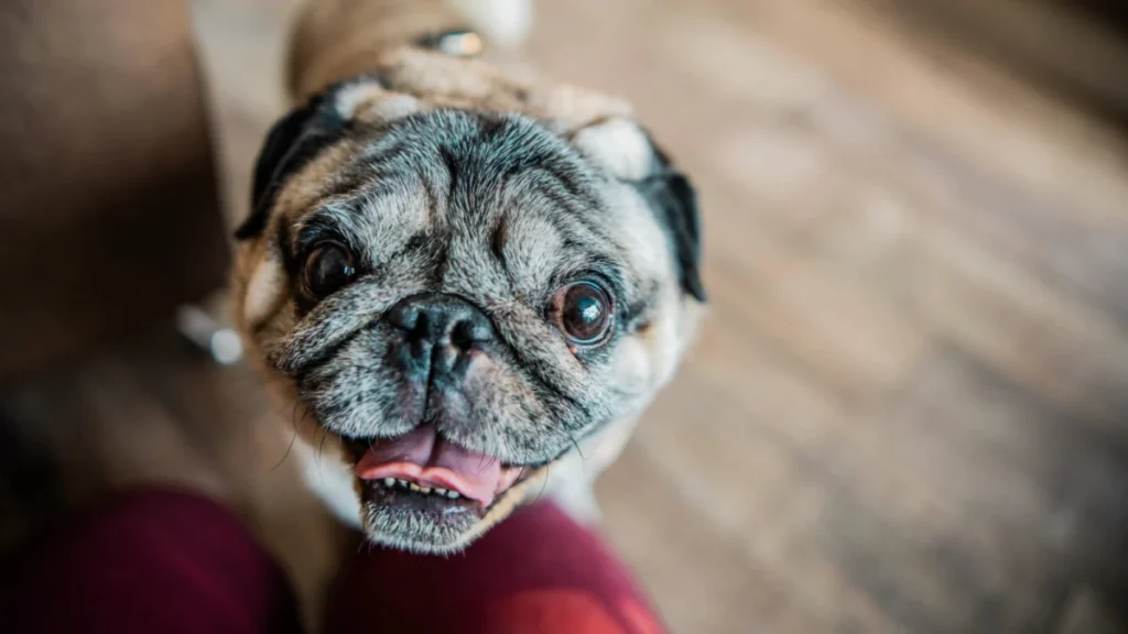 breakthrough-injectable-treatment-offers-hope-for-flat-faced-dogs-suffering-from-chronic-breathing-obstruction