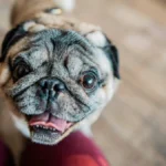 breakthrough-injectable-treatment-offers-hope-for-flat-faced-dogs-suffering-from-chronic-breathing-obstruction