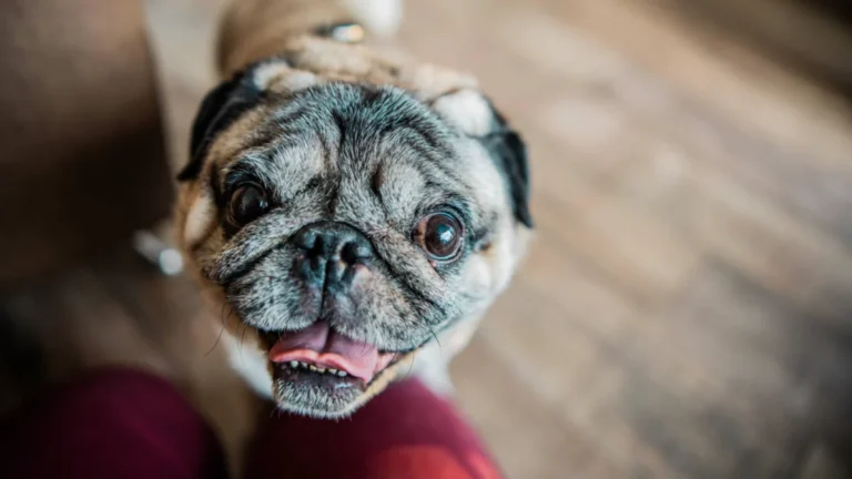 breakthrough-injectable-treatment-offers-hope-for-flat-faced-dogs-suffering-from-chronic-breathing-obstruction