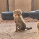 cheetah-conservation-fund-rescues-trafficked-cubs-in-somaliland-highlighting-global-wildlife-trade-crisis