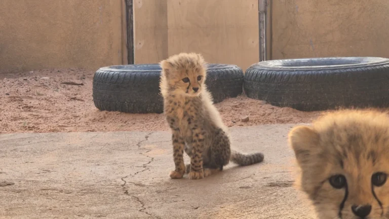 cheetah-conservation-fund-rescues-trafficked-cubs-in-somaliland-highlighting-global-wildlife-trade-crisis