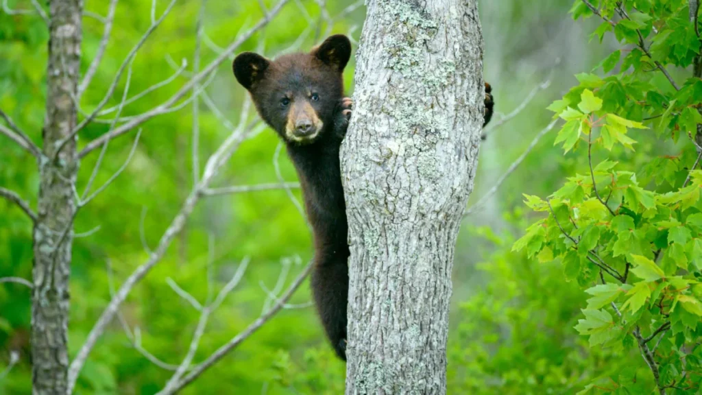 connecticut-records-historic-first-as-black-bear-mother-spotted-with-record-breaking-litter-of-five-cubs