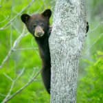 connecticut-records-historic-first-as-black-bear-mother-spotted-with-record-breaking-litter-of-five-cubs