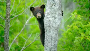 connecticut-records-historic-first-as-black-bear-mother-spotted-with-record-breaking-litter-of-five-cubs