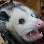 Opossum in leaves