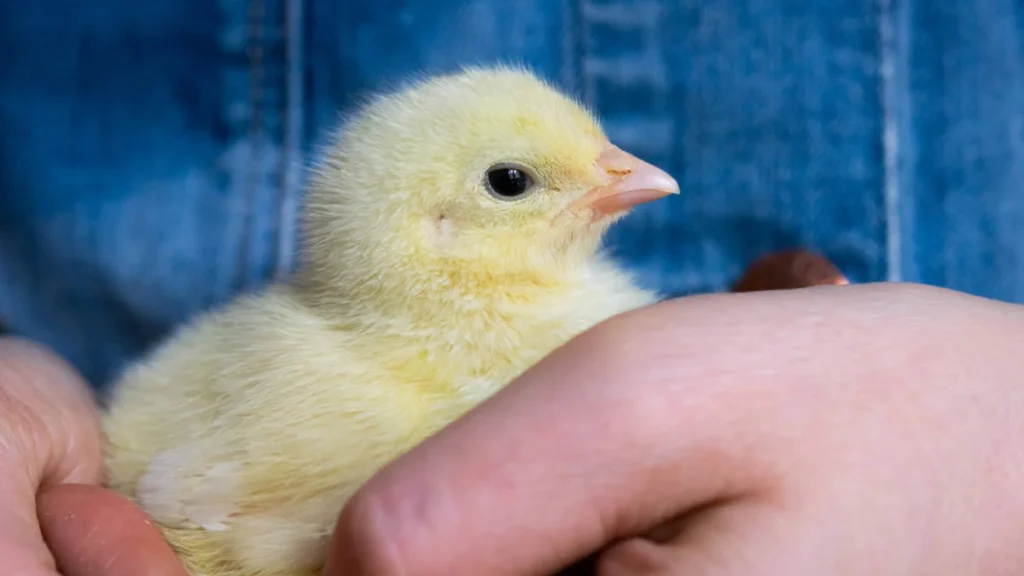 gentle-human-interaction-and-its-impact-on-the-emotional-welfare-of-domestic-laying-hen-chicks