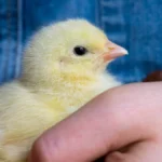 gentle-human-interaction-and-its-impact-on-the-emotional-welfare-of-domestic-laying-hen-chicks