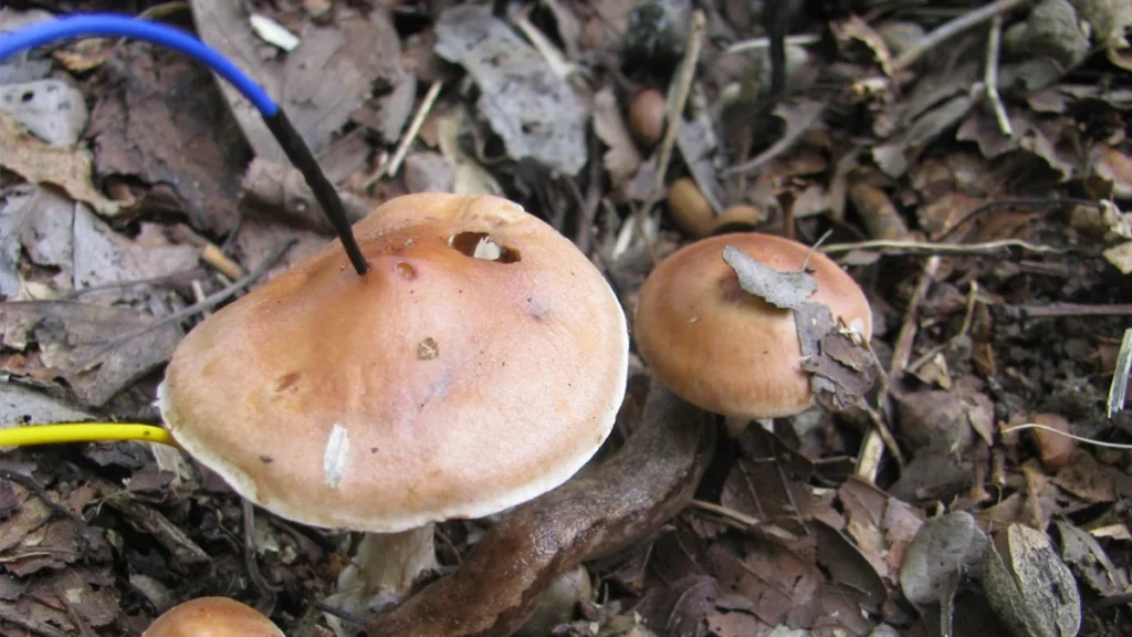gossiping-mushroom-networks-reveal-electrical-communication-patterns-influenced-by-environmental-stimuli-and-animal-waste