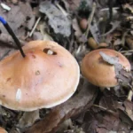 gossiping-mushroom-networks-reveal-electrical-communication-patterns-influenced-by-environmental-stimuli-and-animal-waste