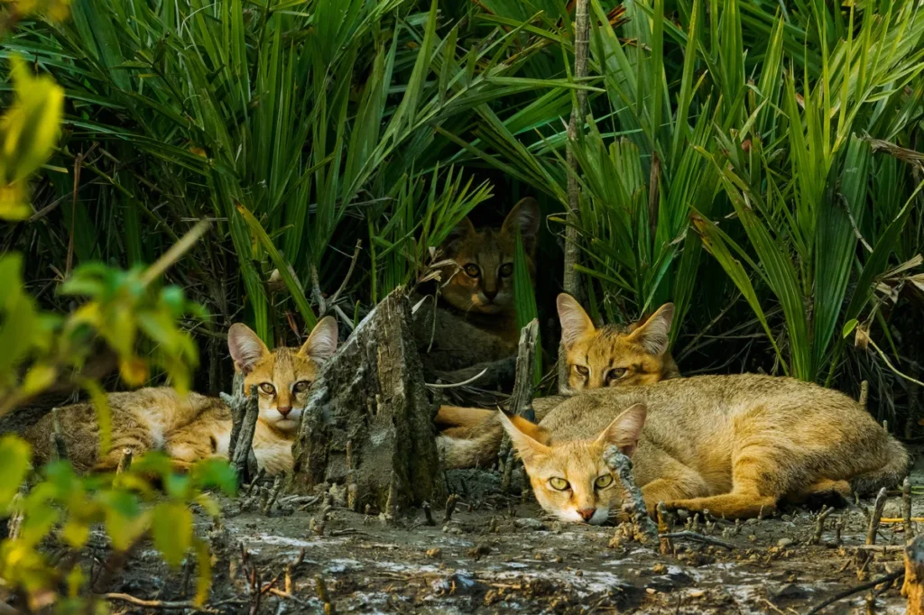 mangrove-photography-awards-2026-call-for-entries-highlights-the-vital-role-of-coastal-forests