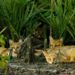 mangrove-photography-awards-2026-call-for-entries-highlights-the-vital-role-of-coastal-forests
