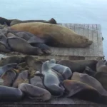 massive-steller-sea-lion-nicknamed-chonkers-disrupts-pier-39-as-marine-mammal-populations-face-changing-ecological-dynamics