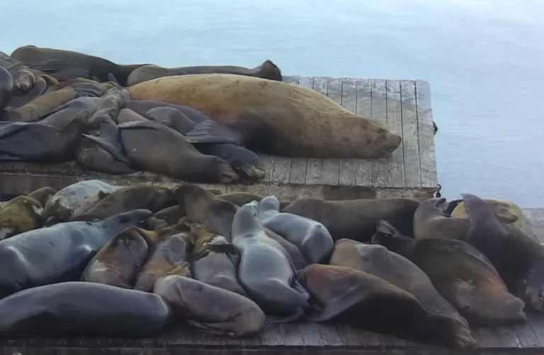 massive-steller-sea-lion-nicknamed-chonkers-disrupts-pier-39-as-marine-mammal-populations-face-changing-ecological-dynamics