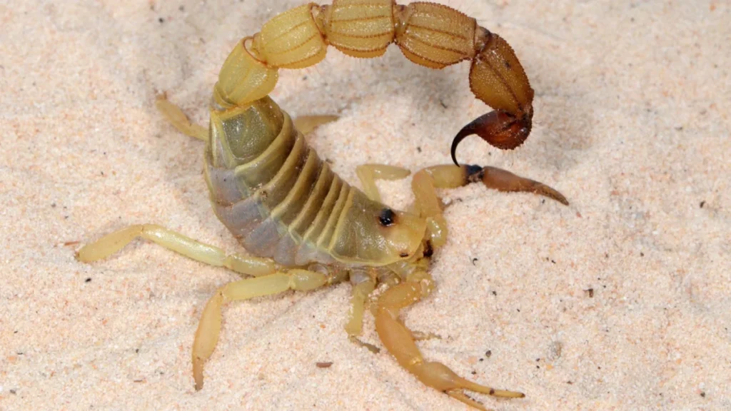 metallic-armor-and-evolutionary-precision-how-scorpions-use-trace-metals-to-forge-natures-most-lethal-weapons