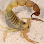 metallic-armor-and-evolutionary-precision-how-scorpions-use-trace-metals-to-forge-natures-most-lethal-weapons