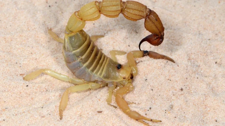 metallic-armor-and-evolutionary-precision-how-scorpions-use-trace-metals-to-forge-natures-most-lethal-weapons