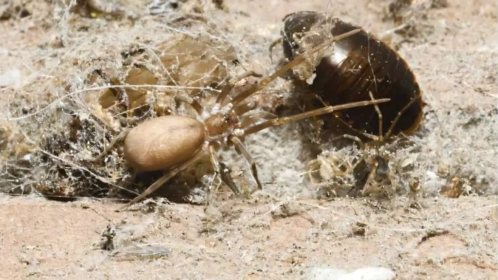 new-species-of-crevice-weaver-spider-discovered-in-colombia-named-in-honor-of-pink-floyds-iconic-album-the-wall