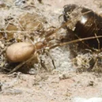 new-species-of-crevice-weaver-spider-discovered-in-colombia-named-in-honor-of-pink-floyds-iconic-album-the-wall