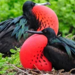 Two male frigate birds opposing with their gonflated red neck pouches