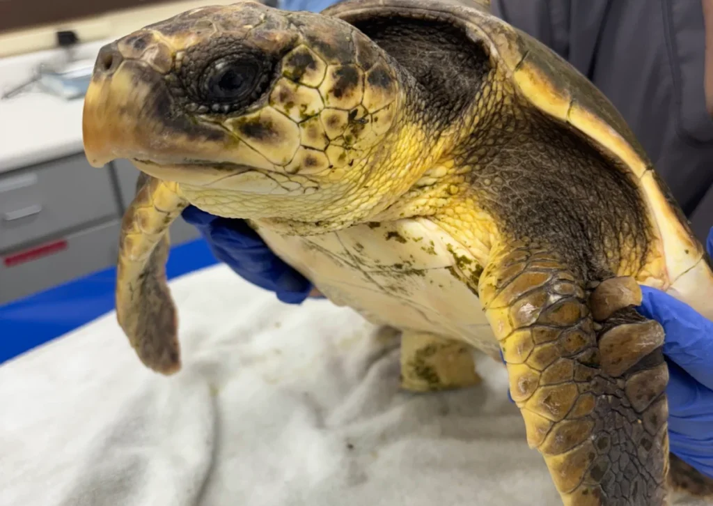 rare-hybrid-sea-turtle-discovery-at-georgia-sea-turtle-center-reveals-surprising-genetic-union-between-kemp-ridley-and-loggerhead-species
